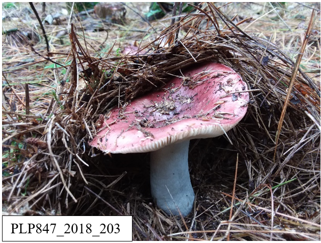 Russula emetica Figure 3